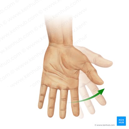 Radial flexion of hand (Flexio radialis manus); Image: Paul Kim