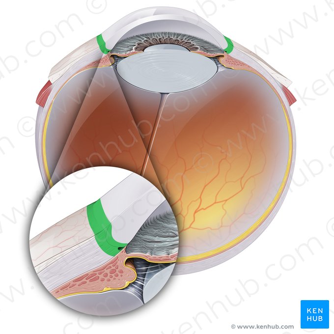 Corneoscleral junction (Limbus corneae); Image: Paul Kim