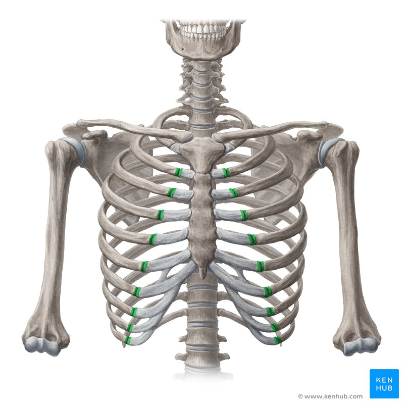 Costochondral joints (Articulationes costochondrales)