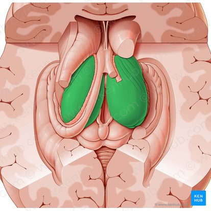 Tálamo (Thalamus); Imagen: National Library of Medicine