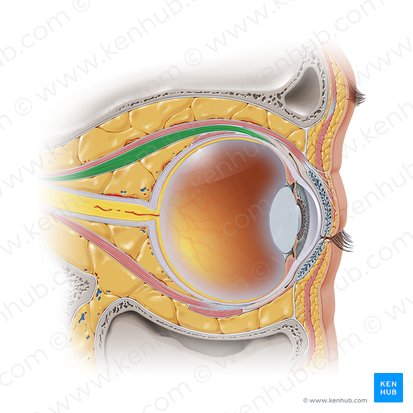 Musculus rectus superior (Oberer gerader Augenmuskel); Bild: Paul Kim