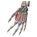Dorsal interossei muscles of the hand