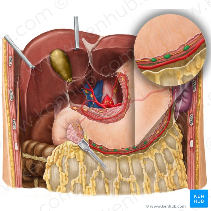 Nœuds lymphatiques gastro-omentaux droits (Nodi lymphoidei gastroomentales dextri); Image : Begoña Rodriguez