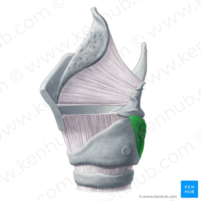 Musculus cricoarytenoideus posterior (Hinterer Ringknorpel-Stellknorpel-Muskel); Bild: Yousun Koh