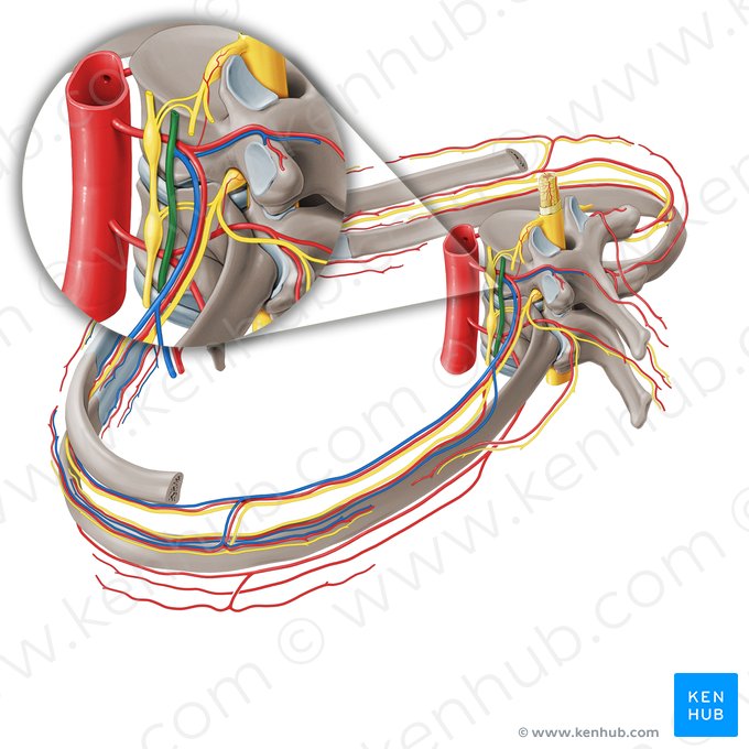 Vena hemiácigos accesoria (Vena hemiazygos accessoria); Imagen: Paul Kim