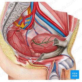Arteria vesical superior izquierda (Arteria vesicalis superior dextra); Imagen: Irina Münstermann