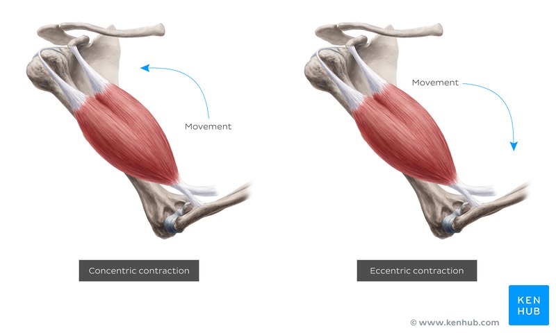 Eccentric and concentric muscle contractions (diagram)