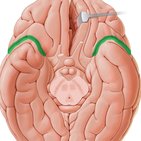 Lateral sulcus