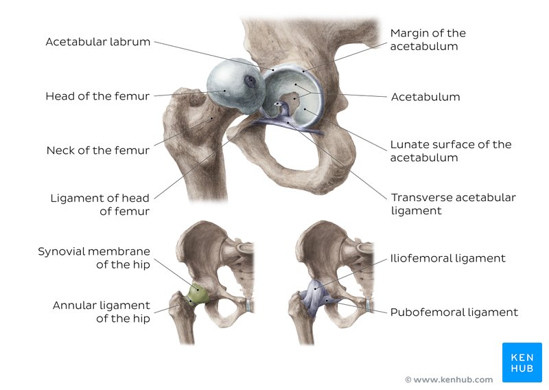 Hip And Thigh Bones Joints Muscles Kenhub