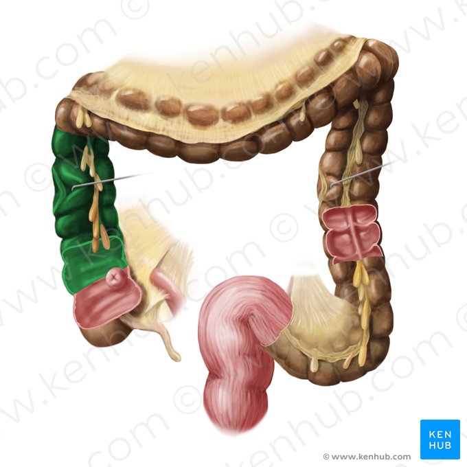 Côlon ascendant (Colon ascendens); Image : Begoña Rodriguez