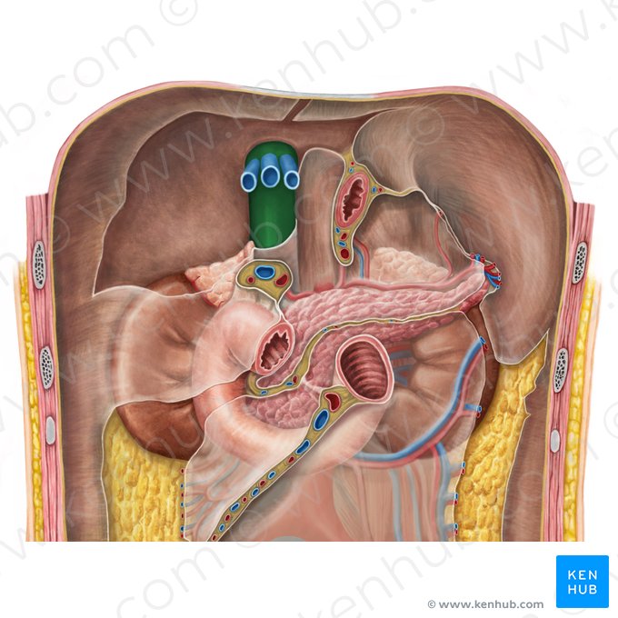 Veine cave inférieure (Vena cava inferior); Image : Irina Münstermann