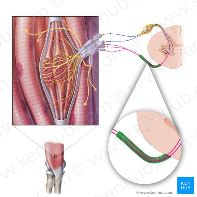 Anterior root of spinal nerve (Radix anterior nervi spinalis); Image: Paul Kim