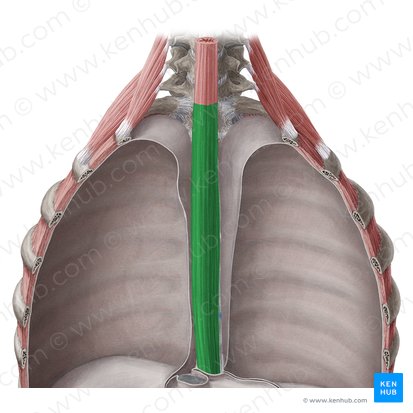 Porção torácica do esôfago (Pars thoracica oesophagi); Imagem: Yousun Koh