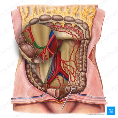 Colic branch of ileocolic artery (Ramus colicus arteriae ileocolicae); Image: Irina Münstermann