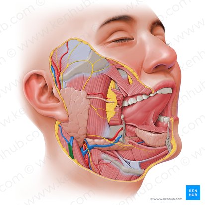 Vena yugular externa (Vena jugularis externa); Imagen: Paul Kim