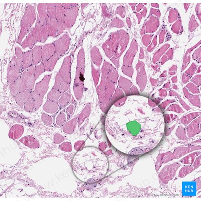 Adipocyte (Adipocytus); Image: 