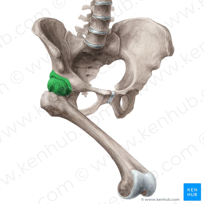 Articulação coxofemoral (Articulatio coxae); Imagem: Liene Znotina