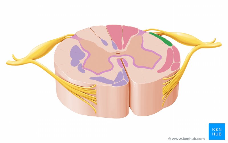 Dorsal spinocerebellar tract - axial view