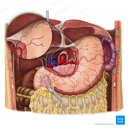 Esophageal branches of left gastric artery (Rami oesophageales arteriae gastricae sinistrae); Image: Irina Münstermann