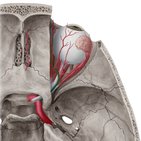 Ophthalmic artery