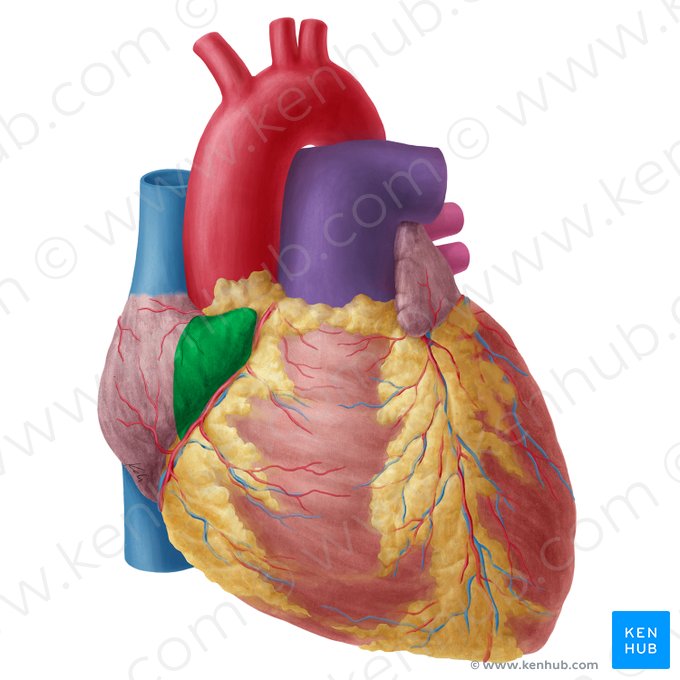 Right auricle of heart (Auricula dextra cordis); Image: Yousun Koh
