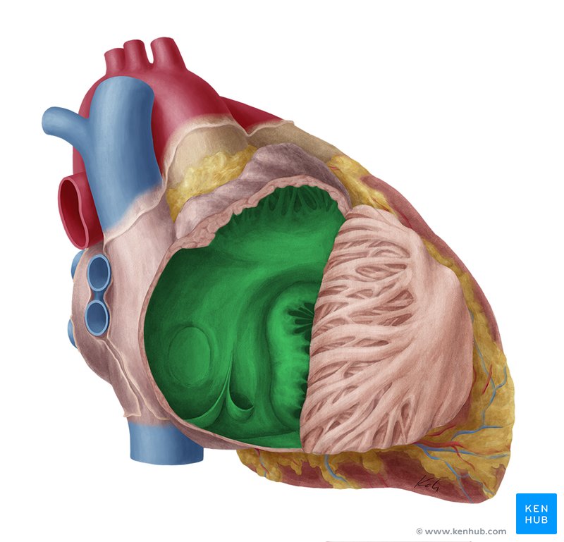 Right atrium - lateral-right view