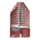 Esophagus