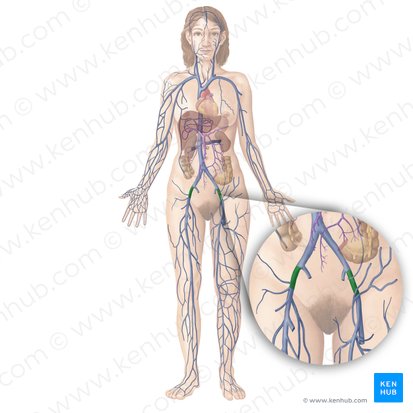 External iliac vein (Vena iliaca externa); Image: Begoña Rodriguez