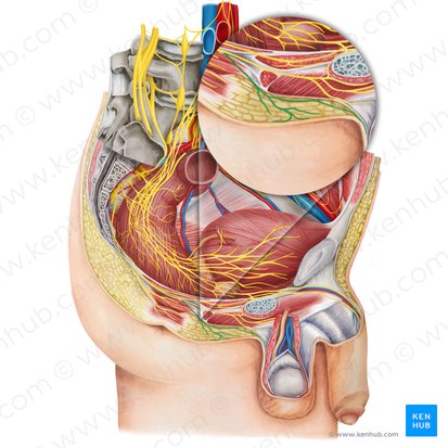 Nervios escrotales posteriores (Nervi scrotales posteriores); Imagen: Irina Münstermann