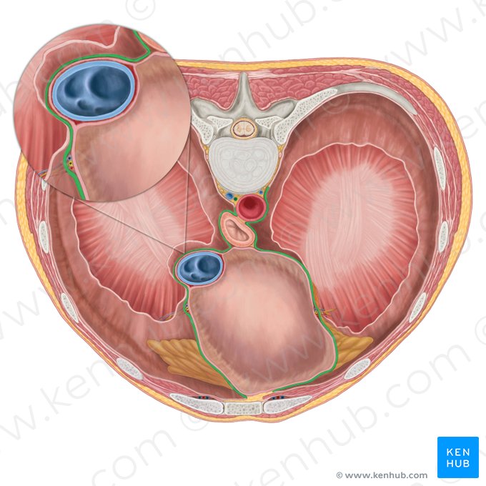 Porción mediastínica de la pleura parietal (Pars mediastinalis pleurae parietalis); Imagen: Brendon Farley