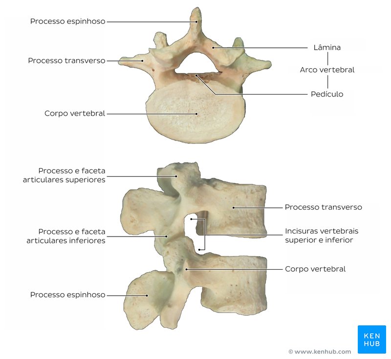Vértebras lombares de um cadáver