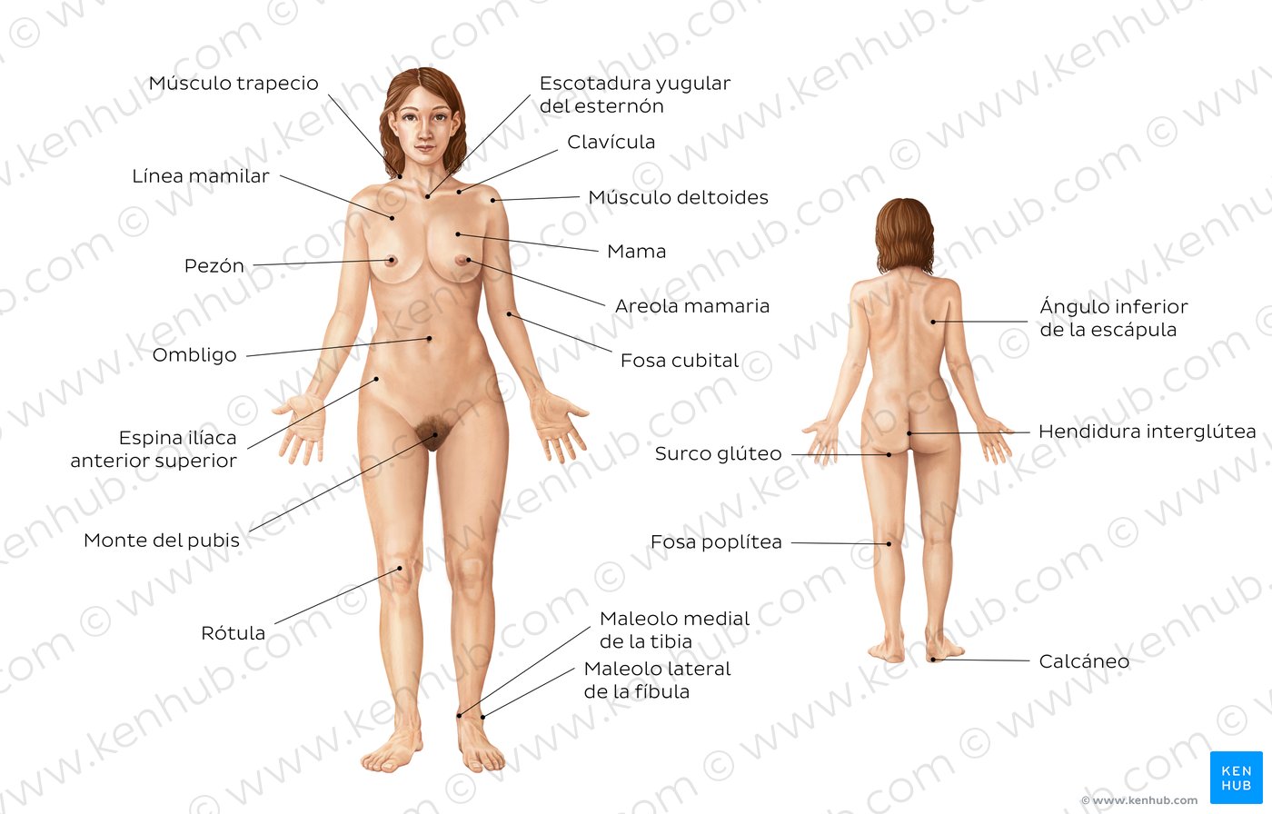 Anatomía de la superficie corporal
