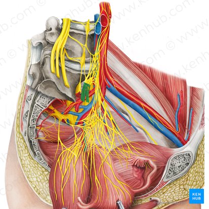 Nervio hipogástrico derecho (Nervus hypogastricus dexter); Imagen: Irina Münstermann