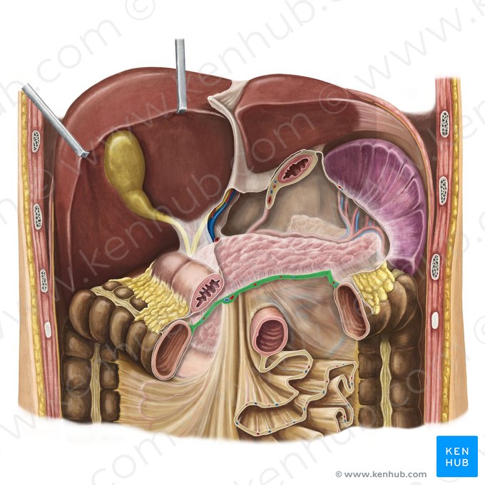 Racine du mésocôlon transverse (Radix mesocoli transversi); Image : Irina Münstermann