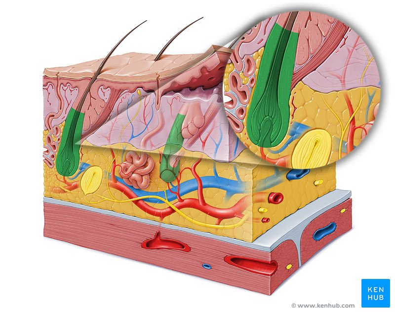 Hair follicle - cross-sectional view