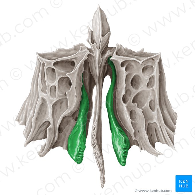 Middle nasal concha of ethmoid bone (Concha media nasi ossis ethmoidalis); Image: Samantha Zimmerman