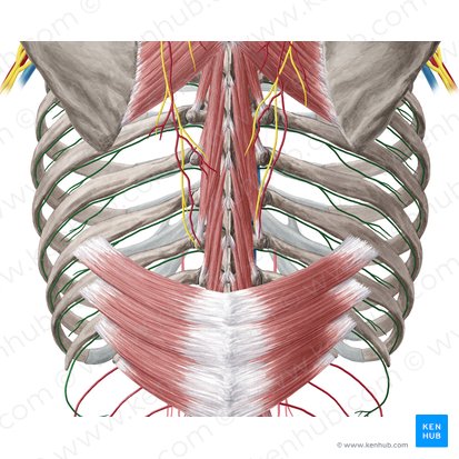 Arteria intercostalis posterior (Hintere Zwischenrippenarterie); Bild: Yousun Koh