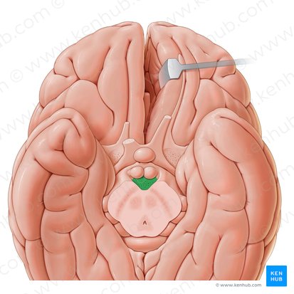 Substantia perforata posterior (Hintere perforierte Substanz); Bild: Paul Kim