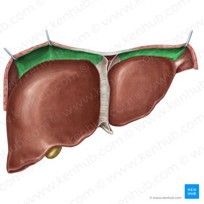 Pars anterior ligamenti coronarii hepatis (Vorderer Abschnitt des Kronenbandes der Leber); Bild: Irina Münstermann