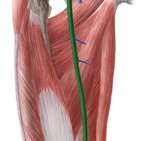 Veins of the lower limb