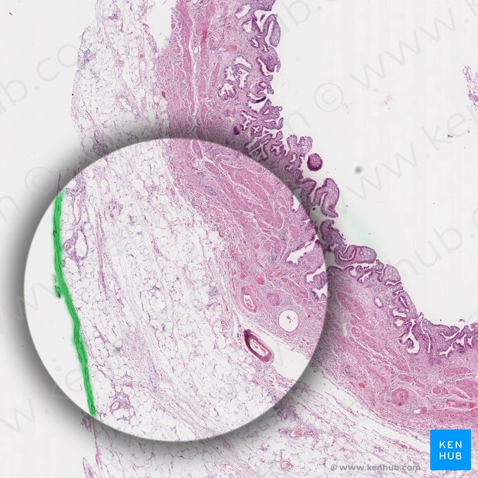 Visceral peritoneum (Peritoneum viscerale); Image: 