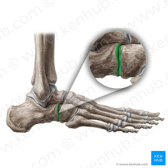 Articulación calcaneocuboidea (Articulatio calcaneocuboidea); Imagen: Liene Znotina
