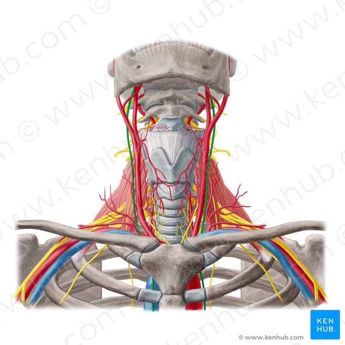 Vagus nerve (Nervus vagus); Image: Yousun Koh