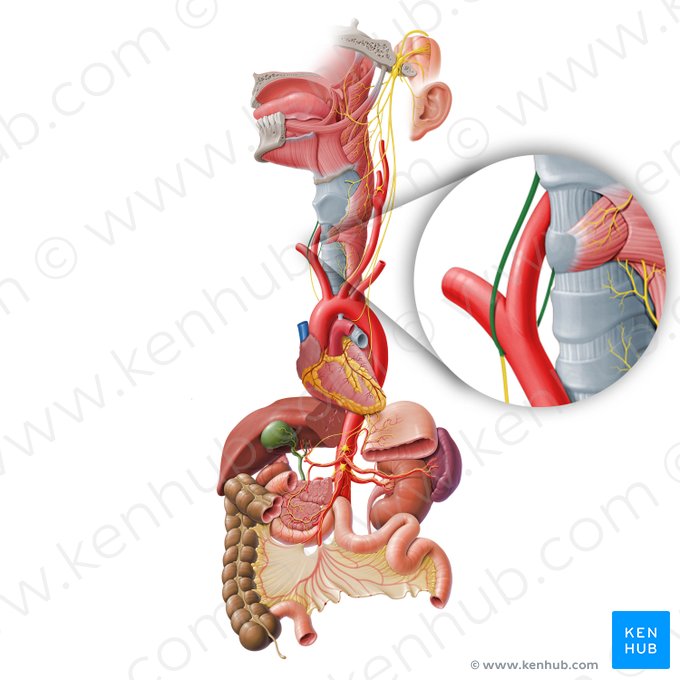 Nervus laryngeus recurrens dexter (Rechter rückläufiger Kehlkopfnerv); Bild: Paul Kim