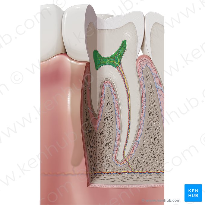 Polpa dentária (Cavitas coronae); Imagem: Paul Kim