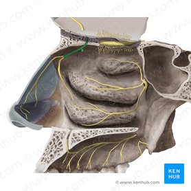 Nervus ethmoidalis anterior (Vorderer Siebbeinnerv); Bild: Begoña Rodriguez