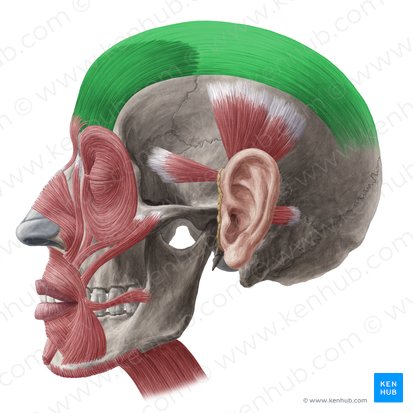 Músculo frontal y galea aponeurótica (Musculus frontalis & galea aponeurotica); Imagen: Yousun Koh