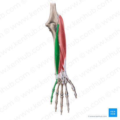 Músculo extensor del meñique (Musculus extensor digiti minimi); Imagen: Yousun Koh