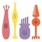 Receptores sensitivos 