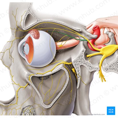 Nasociliary nerve (Nervus nasociliaris); Image: Paul Kim